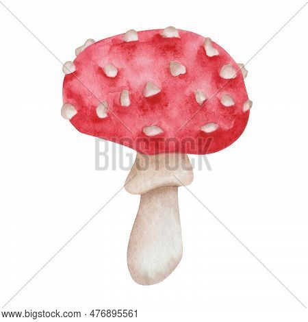 Watercolor Illustration Of Hand Painted Mushroom In Red And White Colors. Inedidle Fungus. Flybane. 