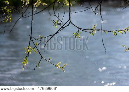Flowers Of Salix Viminalis In Sunny Day. Blossom Of The Basket Willow In The Spring. Bright Common O