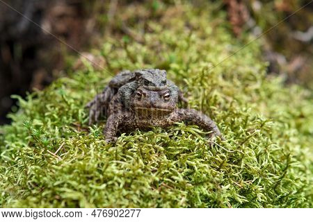 Couple Of Common Toads In Amplexus Among Moss