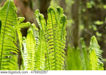 Natural Spring Background, Sprouts Of Ostrich Fern Close-up