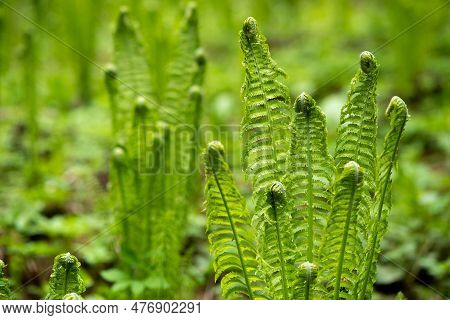 Natural Spring Background, Forest Landscape With Sprouts Of Ferns