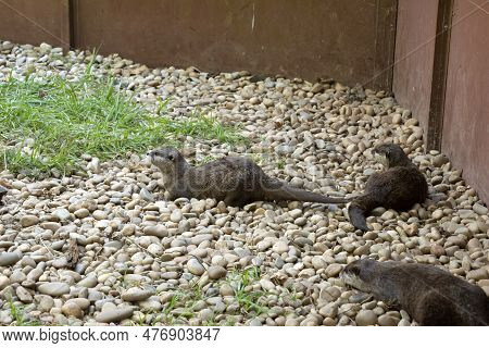 Family Of Otters (lutrinae) Relaxing In The Shade On A Warm Sunny Summer Afternoon In Their Zoo Encl