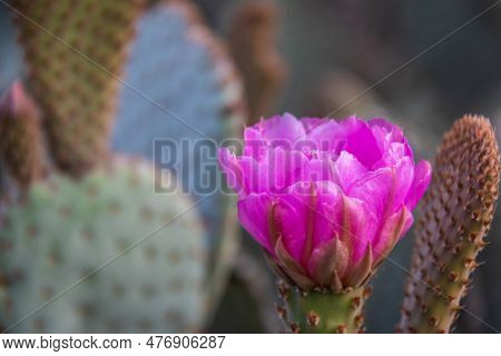 The Purple Blooms Of The Hedgehog Cactus (echinocereus Triglochidiatus), Or Claretcup Cactus Of Ariz