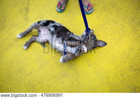 Upper View On Feets Of Child And Puppy Lying On Yellow Floow And Playing With Blue Leash