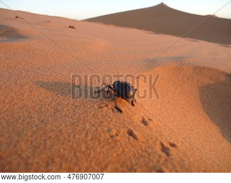 Desert Beetle  Merzouga Desert Moroco Sand Dunes