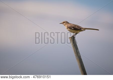 A Northern Mockingbird (mimus Polyglottos) Perches On A Pole. Plenty Of Copy Space For Text. Raleigh
