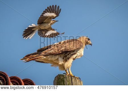 A Territorial Northern Mockingbird Divebombs A Red-tailed Hawk. Raleigh, North Carolina.
