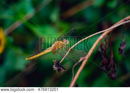 Beautiful Golden Dragonfly (erythemis Simplicicollis) On A Dry Flower In A Rainy Day