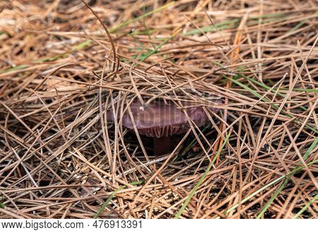 Young Edible Mushrooms - Blewit - Lepista Nuda Make Their Way Through A Layer Of Grass And Needles I