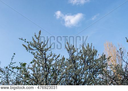 Springtime, Bloom, Flowering Period, Awakening, Blooming, Blossom, Tree, Creeper, Creeping Plum, Cre