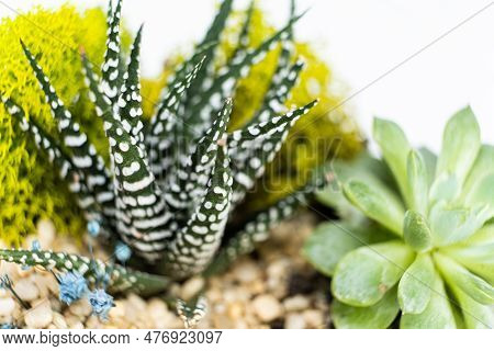 Haworthia, Pachyphytum And Other Succulents Close-up On A White Background