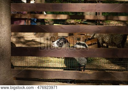 A Sheep Stands Behind A Wooden Fence In A Petting Zoo. The Sheep Is Waiting For Someone To Feed And 