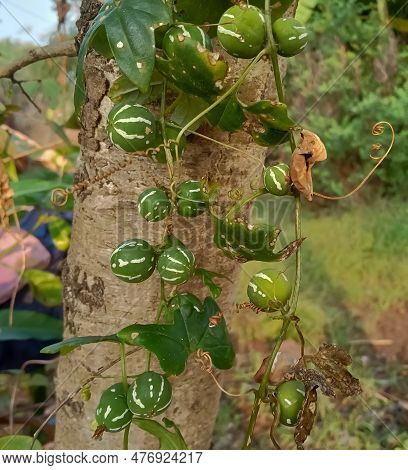 Diplocyclos Palmatus, Marble Vine In Indian Agriculture Farm