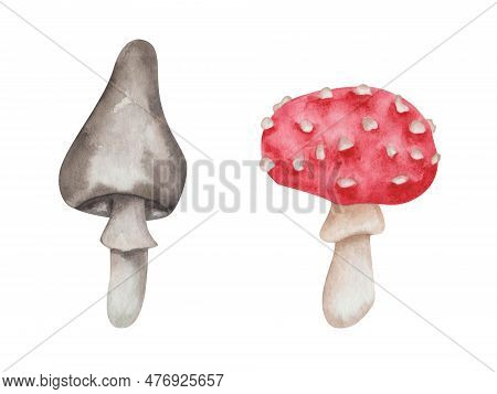 Watercolor Illustration. Hand Painted Mushrooms In Red With White Dots And Grey. Inedidle Fungus. Fl