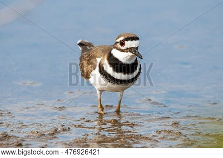 A Killdeer Wades Through Salt Marsh In Florida.