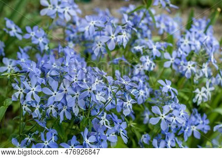 Fabulous Blue Dark Center. Blue Phlox Flowers. Floral Background In The Summer Garden. Periwinkle Fl