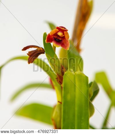 Maxillaria Variabilis Red Orange Yellow Flower Buds. Phalaenopsis Flowering Of A Rare Of Orchids. Wh