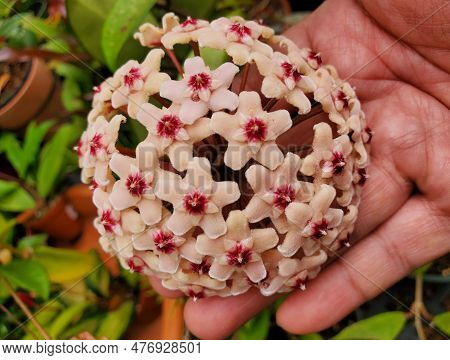 Beautiful Pink Flowers Of Hoya Carnosa, A Popular Tropical Houseplant