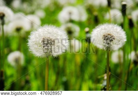 Taraxacum Officinale, Dandelion Or Common Dandelion Blooms In The Meadow.  The White Fluffy Ball Con