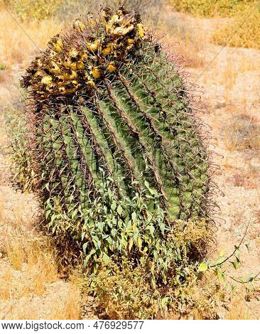 Arizona Barrel Cactus Ferocactus Wislizenii In Early Spring