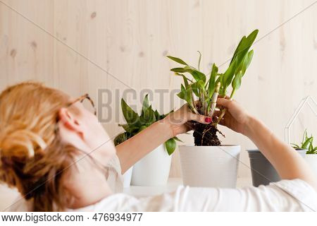 Woman Holding Green Homeplants With White Pot. Table Home Collection Various Succulents. Potted Plan