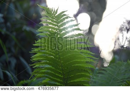 A Young Fern Shoot. Green Fern Leaf. Fern Leaf In The Sun