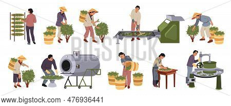 Tea Industry. Gardening, Agriculture Production, Drink Raw Materials Growing And Collecting Process,