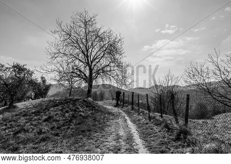 2023 03 11 Vallonara Tree And Path 1
