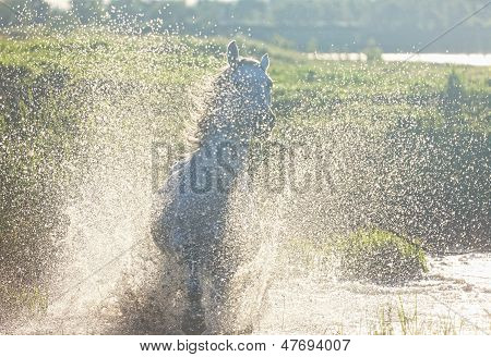 Gray Arab horse runs on water
