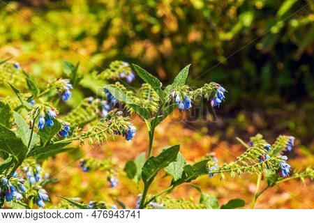 Comfrey Flower Blooming In The Botanical Garden In The Dnieper In Ukraine In The Spring.