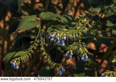 Comfrey Flower Blooming In The Botanical Garden In The Dnieper In Ukraine In The Spring.