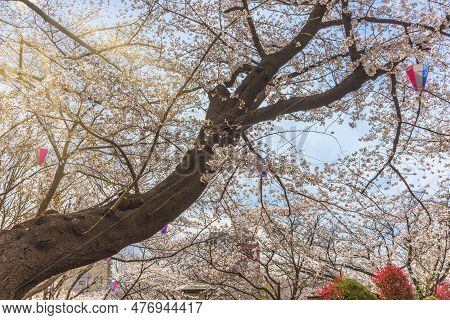 Rays Of The Sun Filtering Through The Branches Of The Somei Yoshino Pink Cherry Blossoms Trees Durin