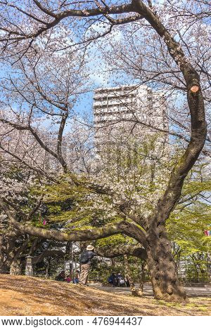 Tokyo, Japan - March 30 2023: Woman Taking Photos With Her Camera Of Somei Yoshino Pink Cherry Bloss