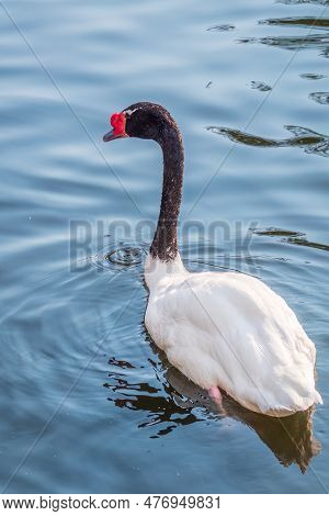 The Black-necked Swan Cygnus Melancoryphus, Is A Swan That Is The Largest Waterfowl Native To South 
