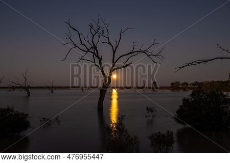Moonrise Over A Lake With Bare Tree Silhouette In The Australian Outback