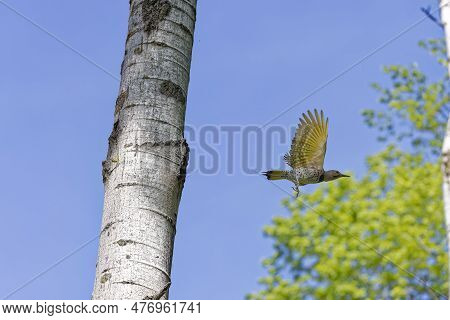 The Northern Flicker (colaptes Auratus) Flying From The Nest Cavity. Flicker Nesting In Wisconsin. N