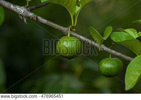 A Vibrant Close-up Of A Green Branch On A Tree, With Fresh Fruit And Lush Leaves; The Perfect Repres