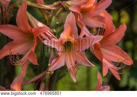 A Close-up Of A Lily Flower Head With Fresh Petals, Delicately Exhibiting Its Fragility And Beauty I