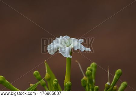 A Close-up Of A Delicate Flower Stem, Bursting With Fresh Growth And Vibrant Greens Radiates Beauty 