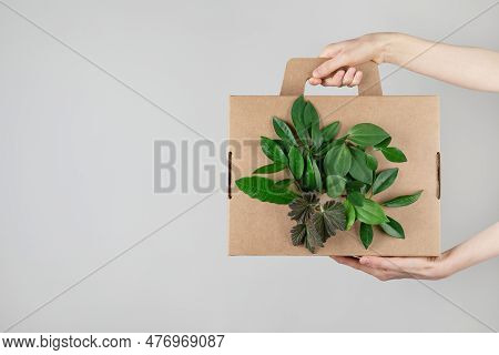 Woman Hands Holding Cardbox From Natural Recyclable Materials With Green Leaves Sprouts. Eco Friendl