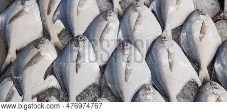 Fresh And Delicious Sea Fish With Ice Cubes. Fish Market And Pomfret Close Up Shot With Ice. Southea