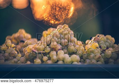 Green Vine Grapes. Grapes For Making Wine In The Harvesting Crate. Detailed View Of A Grape Vines In