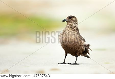 Close-up Of Great Skua On A Sandy Coastal Area, Uk.