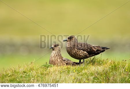 Close-up Of Two Great Skuas In Moorland, Noss Island, Scotland.