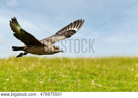 Close-up Of A Great Skua (stercorarius Skua) In Flight, Shetland Islands, Uk.