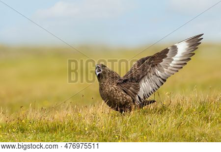 Close Up Of A Great Skua Calling And Displaying Wings To Show Territory, Shetland Islands, Uk.