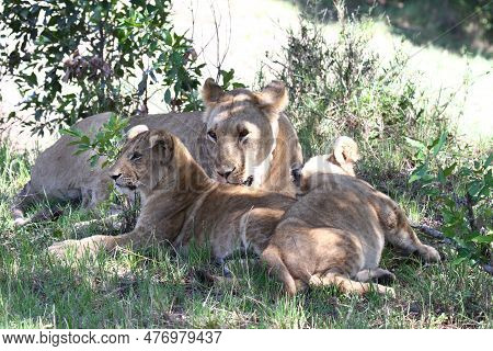 Mother Lioness With Her Grown-up Cub Resting In The Shade