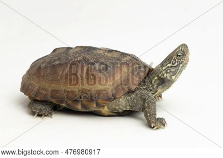 The Razor-backed Musk Turtle (sternotherus Carinatus) Isolated On White Background