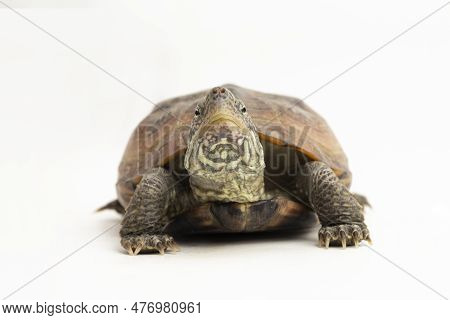 The Razor-backed Musk Turtle (sternotherus Carinatus) Isolated On White Background