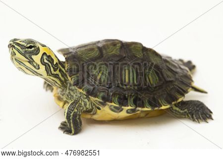 The Yellow-bellied Slider Turtle (trachemys Scripta Scripta) Isolated On White Background